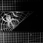 Black widow - clip on rearview mirror